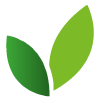 A pair of green leaves.