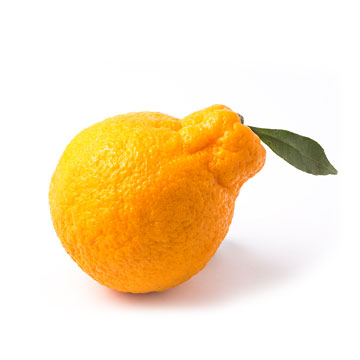 RARE AND UNUSUAL CITRUS VARIETIES